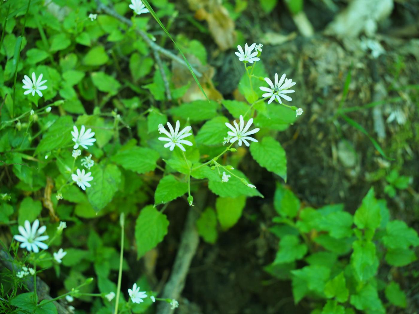 Stichwort, Wood plant